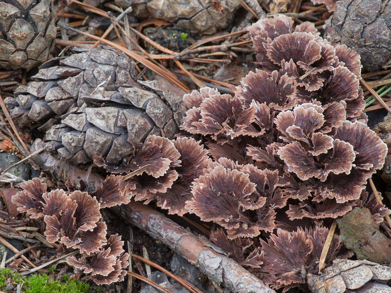 Thelephora caryophyllea